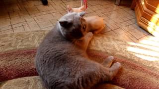 Приставучий котенок