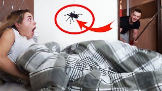 Giant TARANTULA Prank on Girlfriend-How to make it