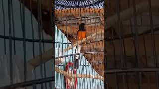 murai batu gacor#kicaumania#burung#birds
