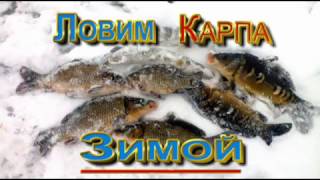 Карп по перволедью!