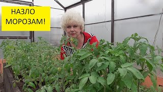 Ранняя высадка томатов в утепленную теплицу ПЕНОПЛЭКС. Подробно. 