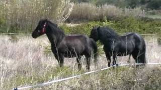 cheval de merens