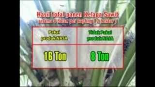 RESEP MUDAH BUDIDAYA SAWIT SUPAYA BERBUAH TERUS MESKI DI LUAR MUSIM