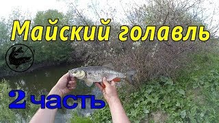 Особенности ловли голавля на спиннинг. Удачно попал на выход Голавля.Вторая часть.