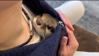 寒くなってきたので飼い主の服の中で衣食住を済ませるカワウソ An otter that eats and sleeps in its owner's clothes
