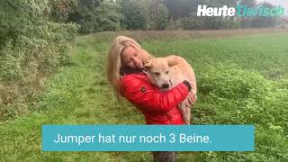 Wendy Night sucht Familie für dreibeinigen Hund
