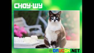 Сноу шу