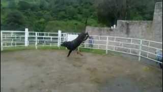 *El Maleficio* Entrenando En El Rancho