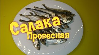 Салака провесная/ Baltic herring