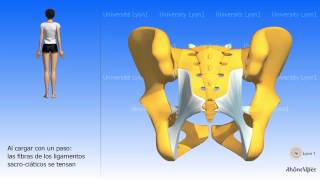 Artrología de la pelvis la articulación sacro ilíaca