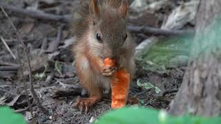 Мелкий снова с морковкой / Baby squirrel again with a carrot