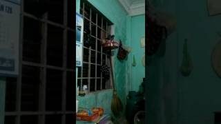 Chim cu gáy mồi cây chuyển sang tập trần