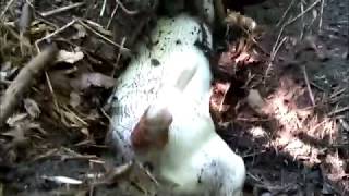 ДЖЕК РАССЕЛ В БОБРОВЫХ НОРАХ!! И ОЧЕНЬ СТРАННАЯ НАХОДКА