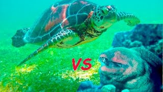 Черепашки в аквариуме с муреной / Turtles in aquarium