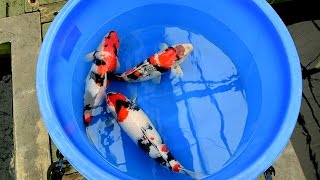 Modern Koi Blog #1142 – Varietät Showa im Detail erklärt
