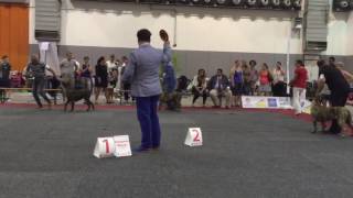 Канарский дог сравнение сук на Чемпиона Европы