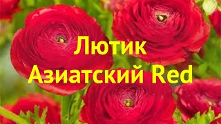 Лютик азиатский Рэд. Краткий обзор, описание характеристик ranunculus asiaticus Red