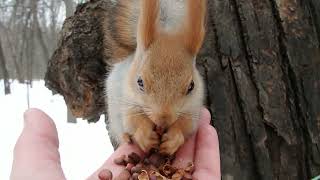 Молодая, неопытная белка / A young, inexperienced squirrel