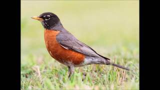125. AMERICAN ROBIN - СТРАНСТВУЮЩИЙ ДРОЗД - Jan 10, 2017