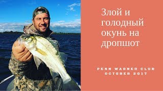 Злой и голодный окунь на дропшот. Ультралайтовая снасть. Октябрь 2017.
