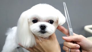 [도그미] 말티즈에게 단발령이 내려진다면 ? , Dog Grooming