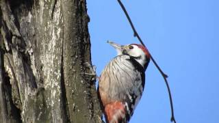 Дятел белоспинный woodpecker Full HD zoom 60x