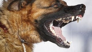 Служебная овчарка. Тренировка. Смотрите и удивляйтесь