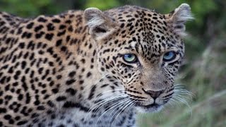Kruger National Park - Graceful Skukuza Leopardess