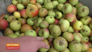 Sean's Allotment Garden 561: Autumn Clean