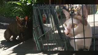 KUCING MARAH !!! LAGI ISTIRAHAT KEDATANGAN MUSUH. REAKSI SI PUTIH, KUCING BICARA GAK JELAS.