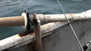沼津牛伏海岸ひさのやボートシロギス釣り20130601