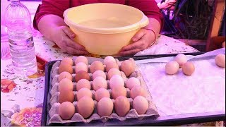 НЕ СОВЕРШАЙТЕ ЭТИХ ОШИБОК, ЕСЛИ ХОТИТЕ ВЫВЕСТИ ЗДОРОВЫХ И КРЕПКИХ ЦЫПЛЯТ!
