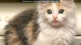 Запрещенные Барабанщики   Про Животных MusVid net