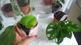 Commande Internet OnLineBabyPlant : Mon avis