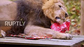 Animals at London Zoo pounce on early Christmas surprises