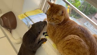 やっぱりどうしても猫に食べてるところを見てほしいカワウソが必死すぎる Otter desperate for cat to see him eat.