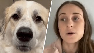 Owner asks vet to put dog down. The vet's response may surprise you.