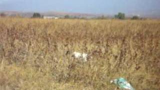 Hunting (Lov Jane Strumica5)