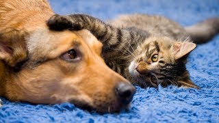 Funny Cat and Dog Videos Compilation