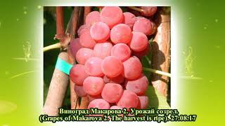 Виноградный питомник 2017. Часть 1. Технические и универсальные сорта (Grape nursery 2017. Part 1)