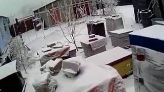 Пчеловодство. Зимняя ревизия пчел 31.12.2016