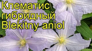 Клематис гибридный Блекитни аниол. Краткий обзор, описание характеристик clematis Blekitny aniol