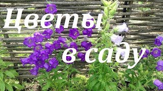 262. Цветы, которые посажу и которые не посажу