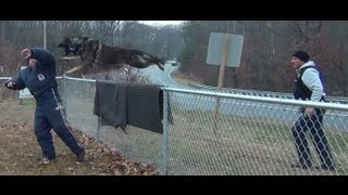 Police K9 training Patrol dog school 2011