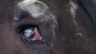 Одноглазую лошадку спасли от мясокомбината. Robinzon.TV