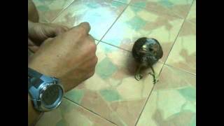 เหยี่ยวแดงใบตาล อานัค ซูนามุน:kunjumpa