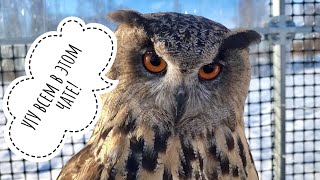 Самое первое Третье УГУ совы Ёлки в Совином доле! А потом четвёртое, пятое и остальные