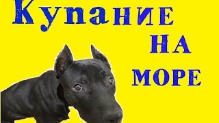 Морское купание питбуля Остина