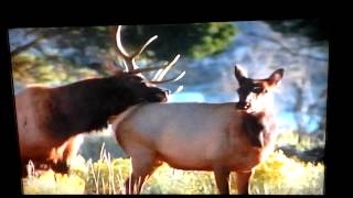 Elk mating season in fall 2