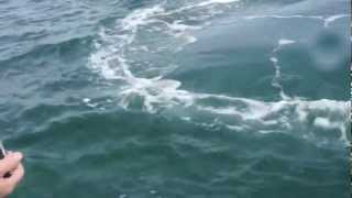 San Ignacio Baja Whales "Scarface" 2.14.13 00036.MTS